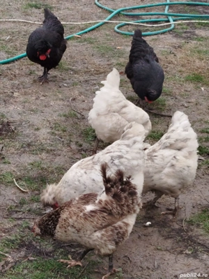 Vand găini moțate  - imagine 2