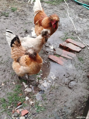 Vand găini moțate  - imagine 4