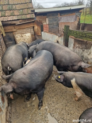 porci de casa 180-200 kg