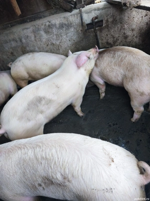 porc gras 120-130kg - imagine 3