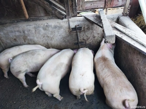porc gras 120-130kg - imagine 2