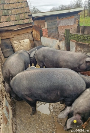 porci de casa 180-200 kg - imagine 3