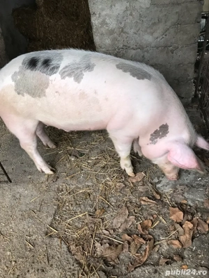 porc de vinzare - imagine 3