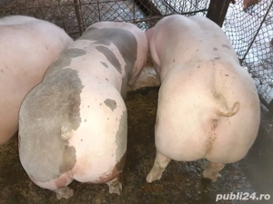 Porci pietrain  - imagine 2