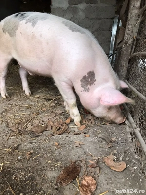 porc de vinzare - imagine 4