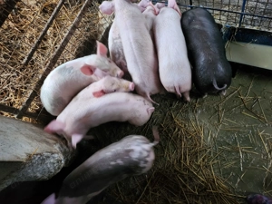 Purceii landrace - imagine 3