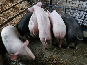 Purceii landrace - imagine 2