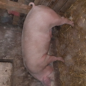 porci mari   - imagine 2