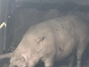 Porc de vânzare pentru Craciun - imagine 2