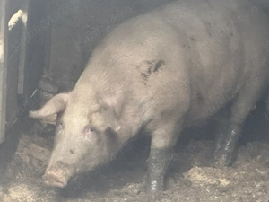 Porc de vânzare pentru Craciun - imagine 3