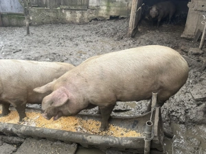 Porc de vânzare pentru Craciun