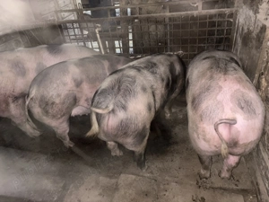 Vand 2 porci intre 180-220 de kg 15 lei kg - imagine 3