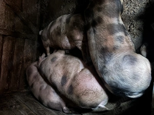 Vand 2 porci intre 180-220 de kg 15 lei kg