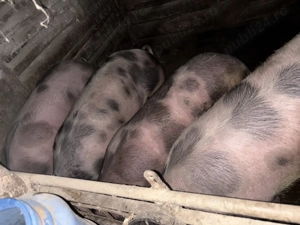 Vand 2 porci intre 180-220 de kg 15 lei kg - imagine 2