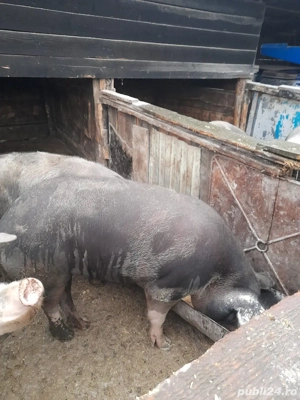 Porci de vanzare  - imagine 4