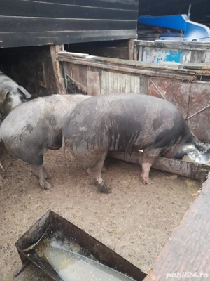 Porci de vanzare  - imagine 3