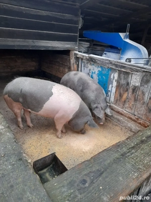 Porci de vanzare  - imagine 2