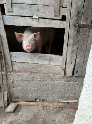 vând porc  - imagine 3