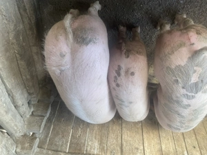 Vând porci între 80 și 120 kg. - imagine 4