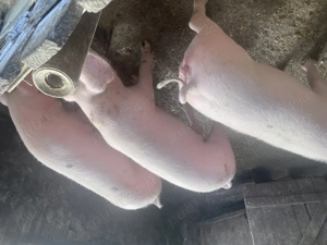 Vând porci între 80 și 120 kg. - imagine 3