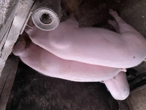 Vând porci între 80 și 120 kg. - imagine 2