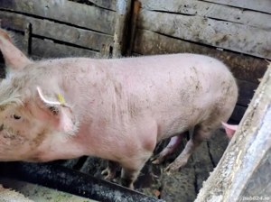 vând porc  - imagine 2