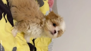 Vand maltipoo mini toy. 2 luni si 2 saptamani  - imagine 2
