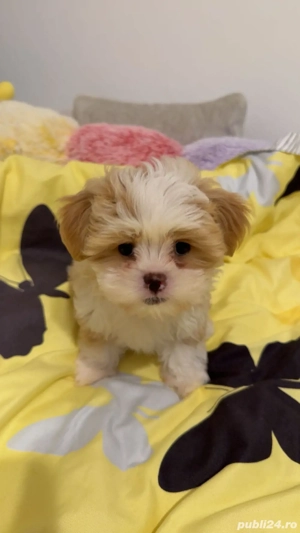 Vand maltipoo mini toy. 2 luni si 2 saptamani  - imagine 3