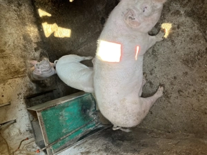 Porci 80-100 kg de vânzare  - imagine 5