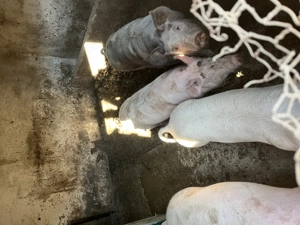 Porci 80-100 kg de vânzare 