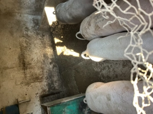 Porci 80-100 kg de vânzare  - imagine 3