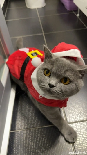 vand british shorthair, 1 an si 6 luni 