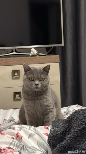 vand british shorthair, 1 an si 6 luni  - imagine 3