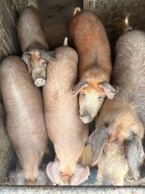 porci duroc de vanzare-greutați diverse