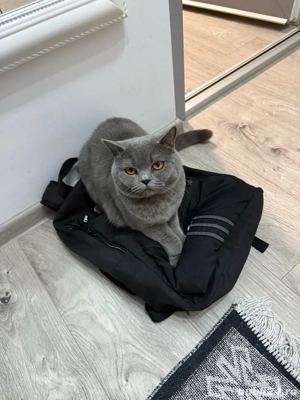 vand british shorthair, 1 an si 6 luni  - imagine 2