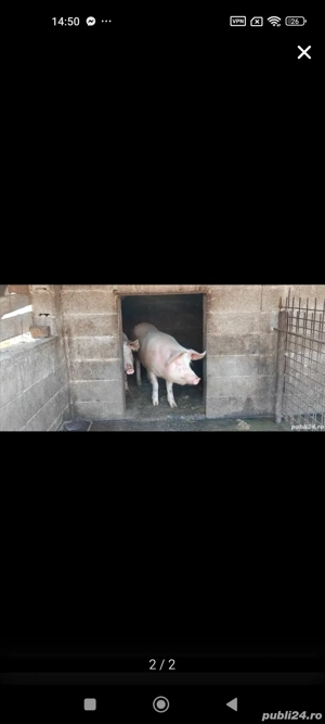 vand porc pentru Craciun