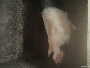 vând porc  - imagine 2