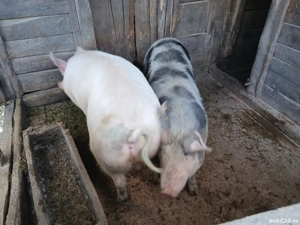 vând porci de taiat si tinut - imagine 3