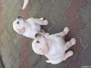 căței  labrador - imagine 3