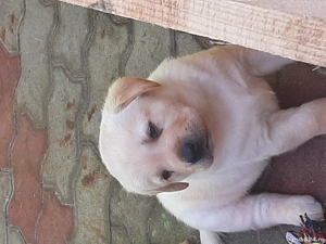 căței  labrador - imagine 2