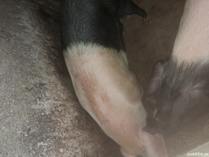 vând porc  - imagine 3