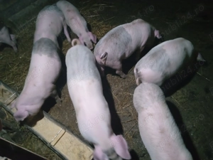 Purcei 14 săptămâni 