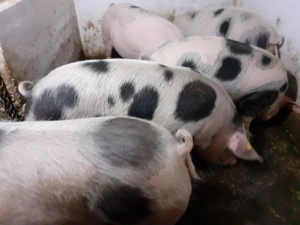 Vând porci grași rasa Pietrain - imagine 3