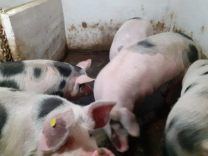Vând porci grași rasa Pietrain