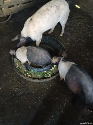 vând porci de taiat si tinut - imagine 4