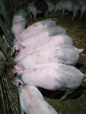 Purcei 14 săptămâni  - imagine 2