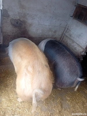 vând porci grași Bocsig 