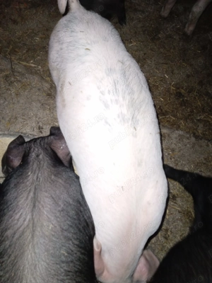 Disponibil scrofița 