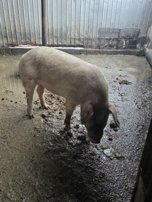 Porc de casă - 100kg - imagine 2