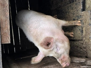 Porc de vanzare  11 ron kg  are 250 Kg